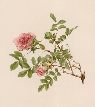 Rosa inglesa de English School